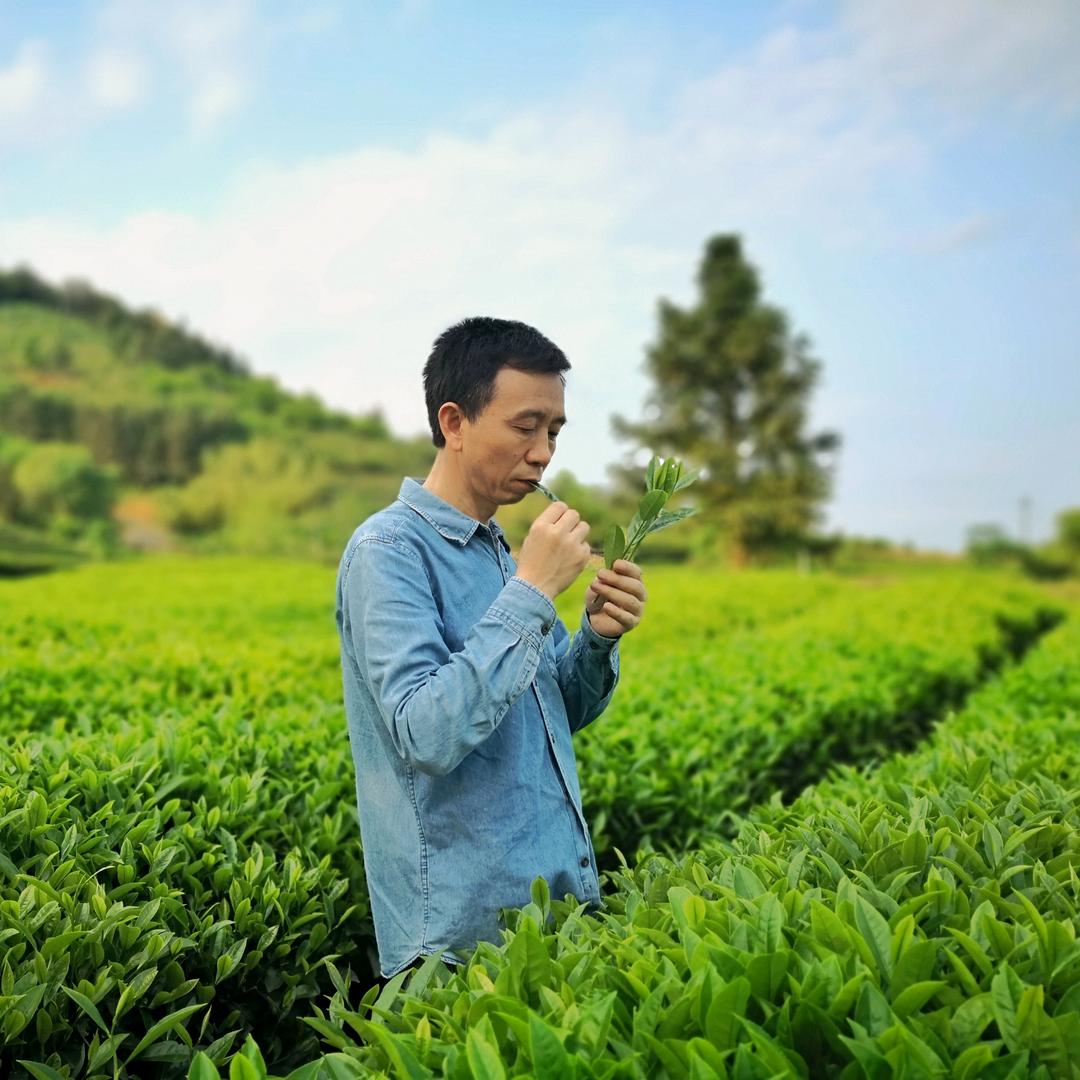 姥家好茶（夏老师家的茶）