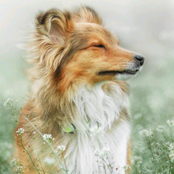 农家养殖户丁丁儿