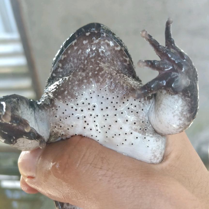 恒源石蛙