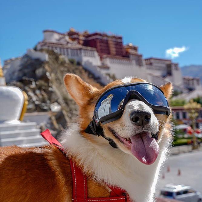 见过珠峰的大馒头@抖音