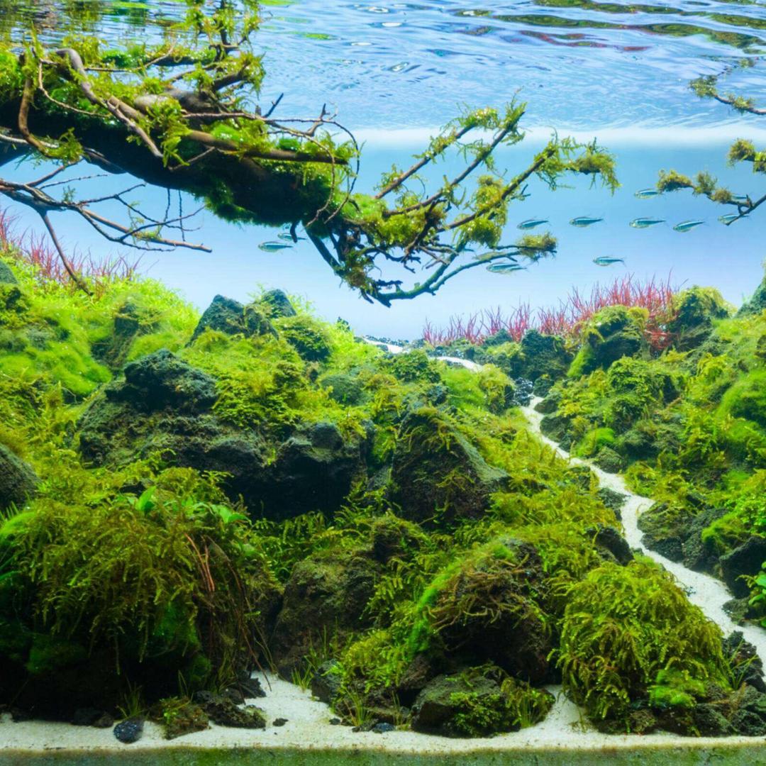 木禾景观 在水一方生态水景