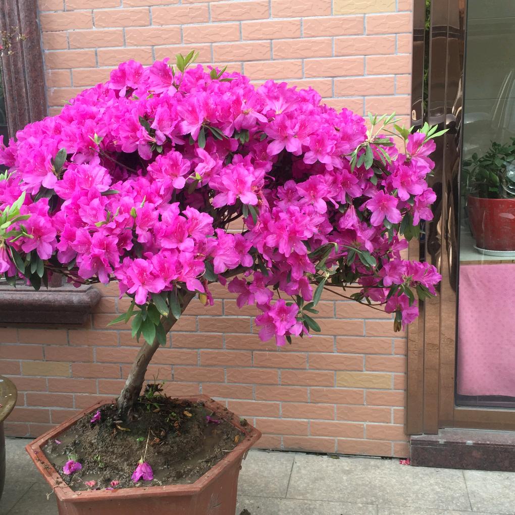 收获香柚的季节