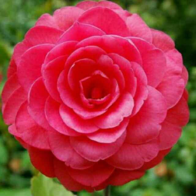 一帆风顺（橱窗优选）