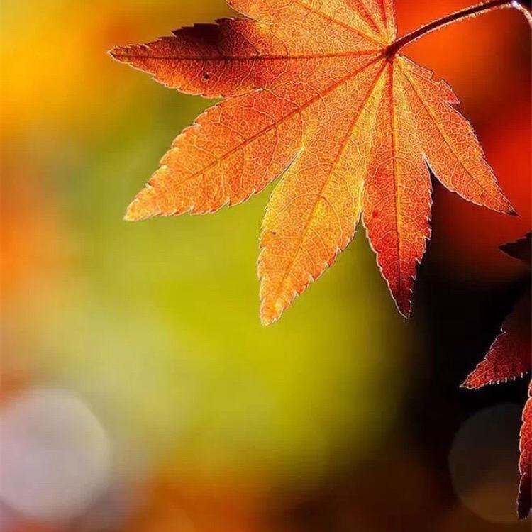 幸福約绽