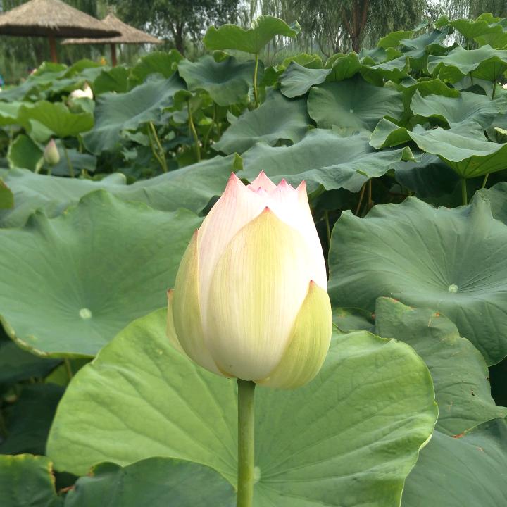 李玲