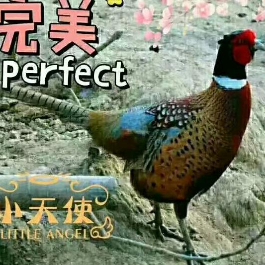 新港野山鸡养殖