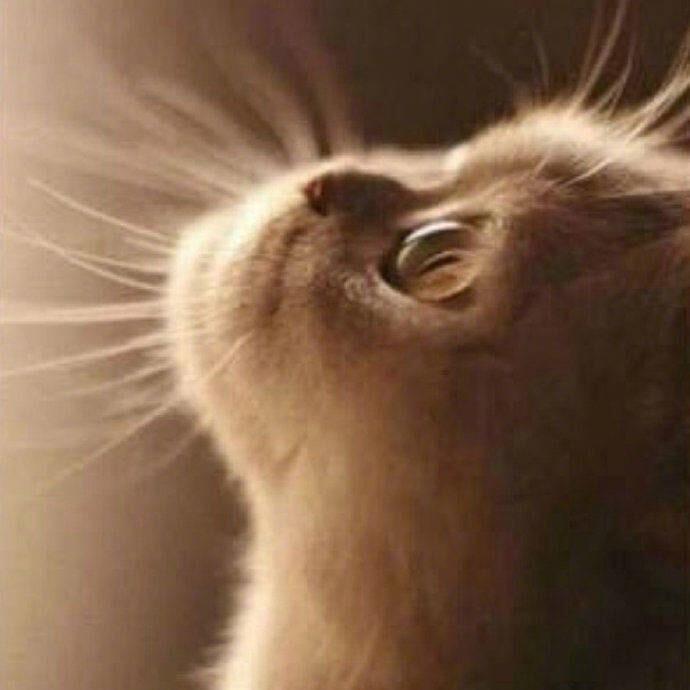 晴天小宝🐈🐁