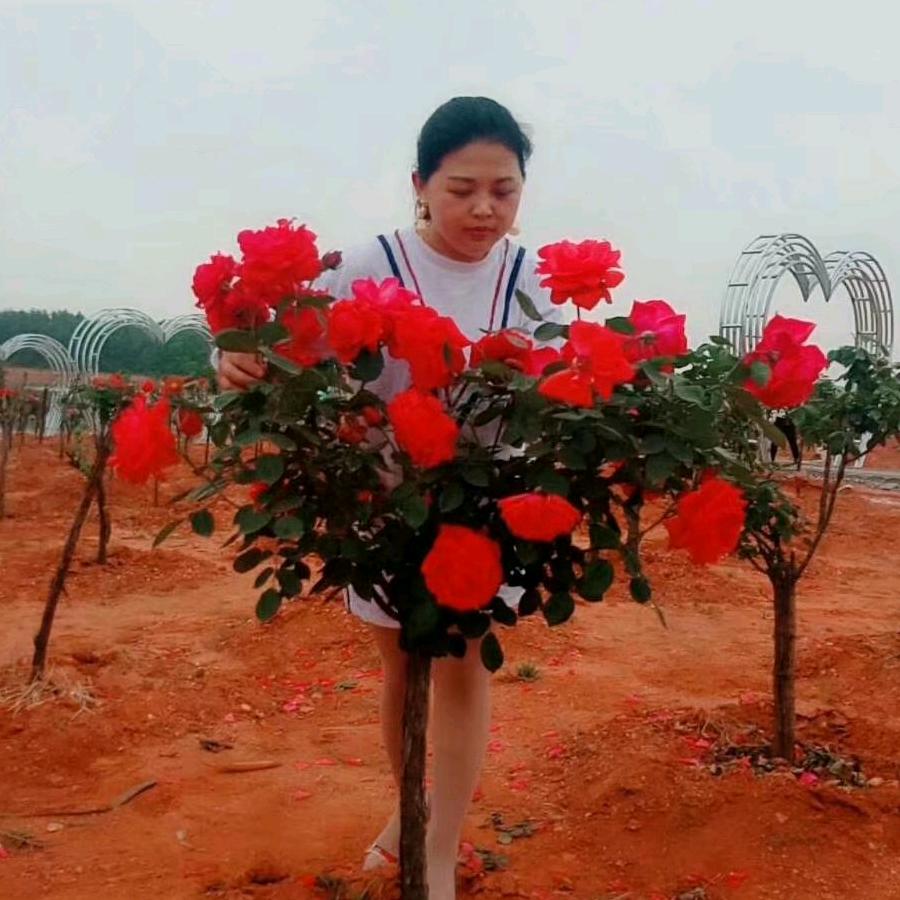 梧桐下·幸福时光陈红