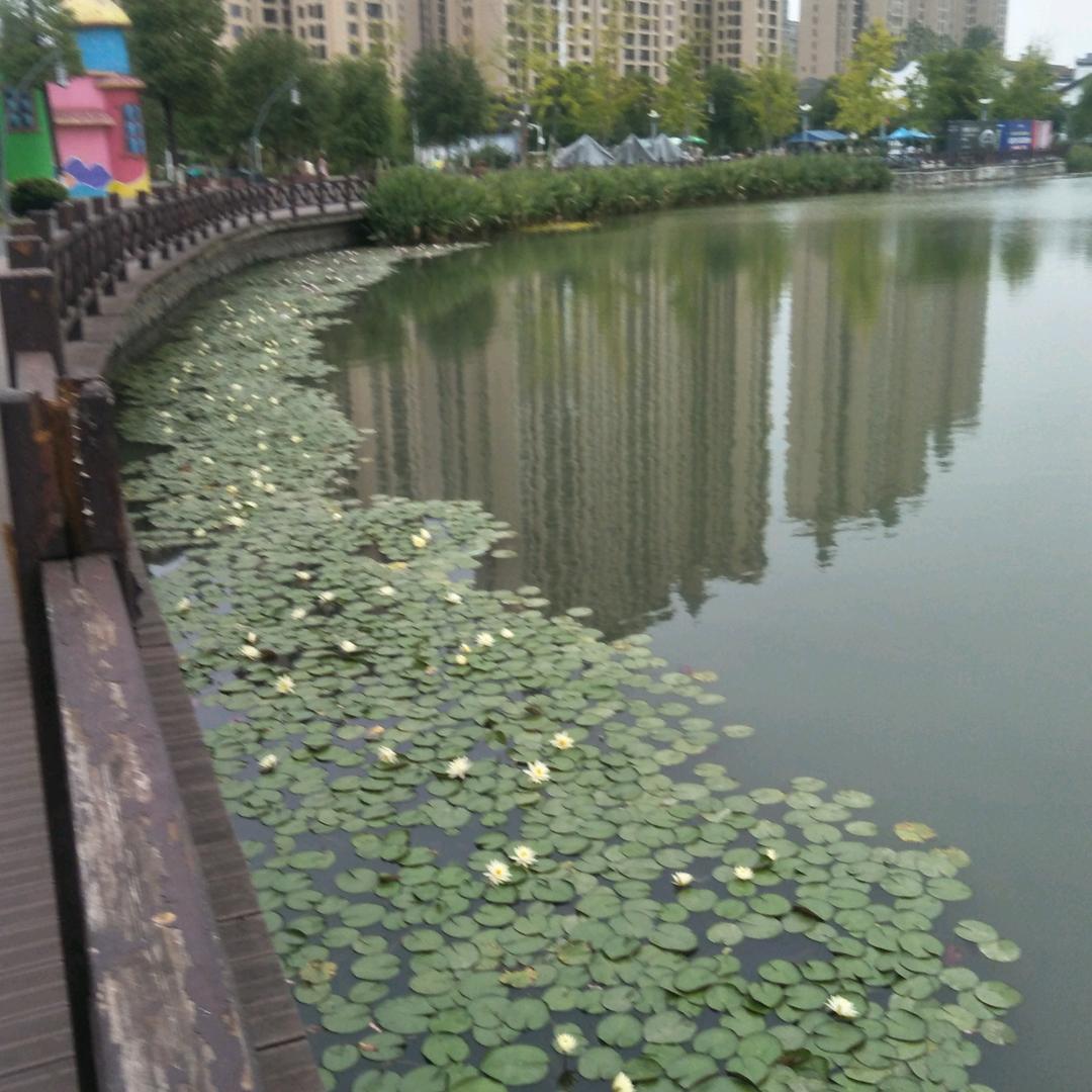 淡然依旧