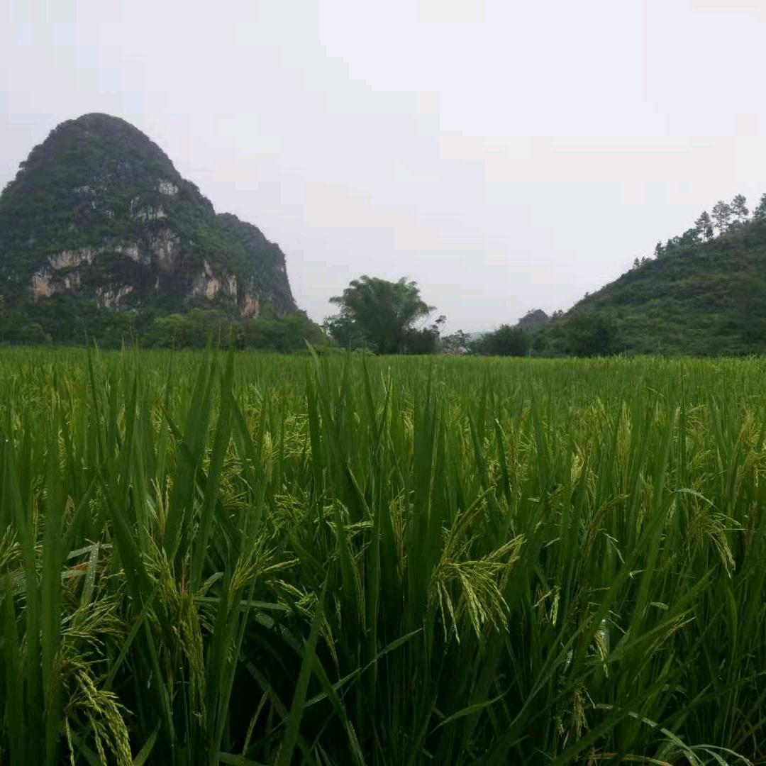 好运自然来
