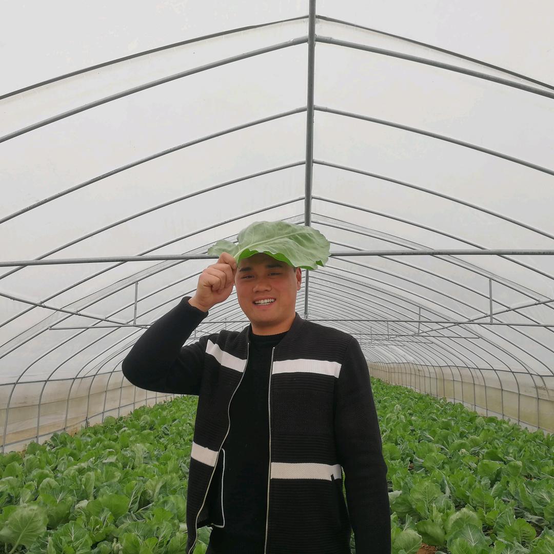 富棚种苗@广胜番茄