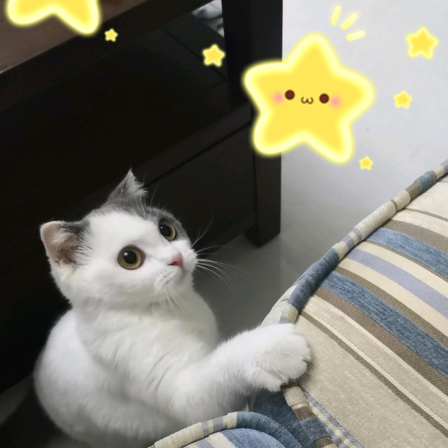 抛抛熊sama吃饭饭