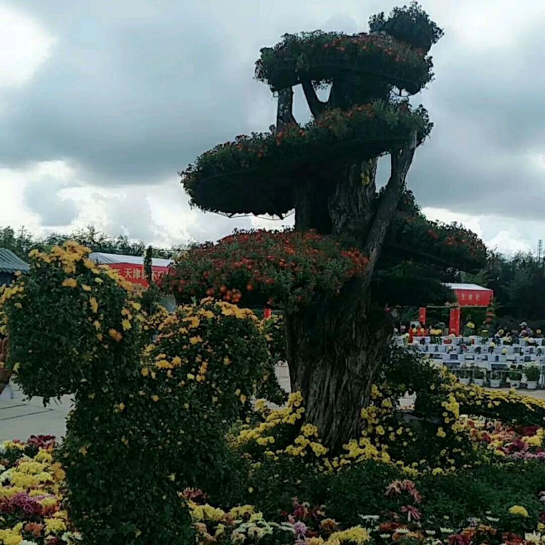 陈哥