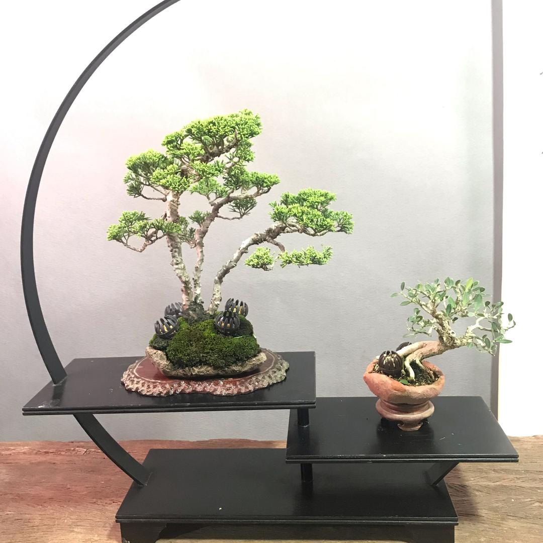 步町园艺(进直播间就有送盆景)