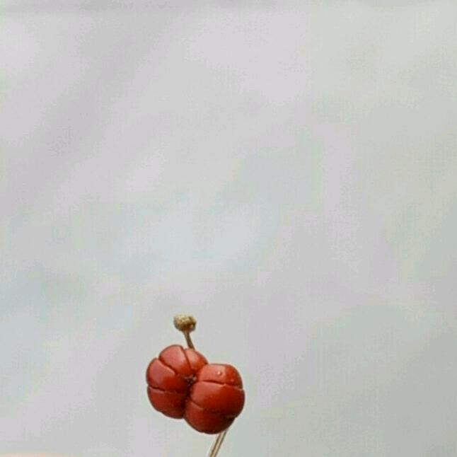 李子端