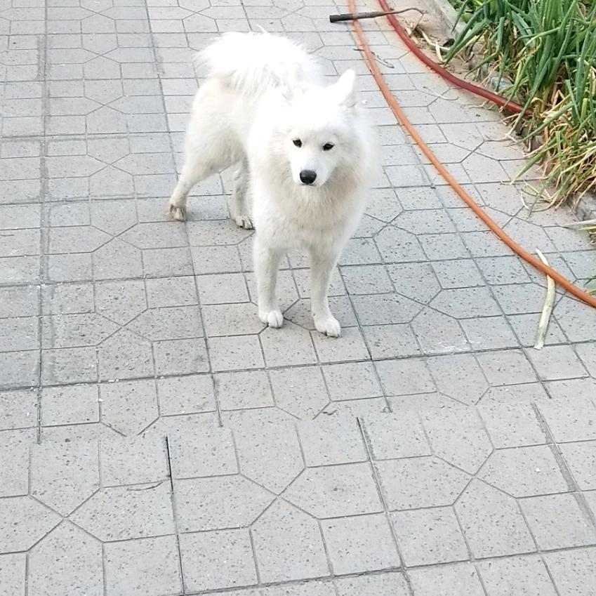 涞源富婆