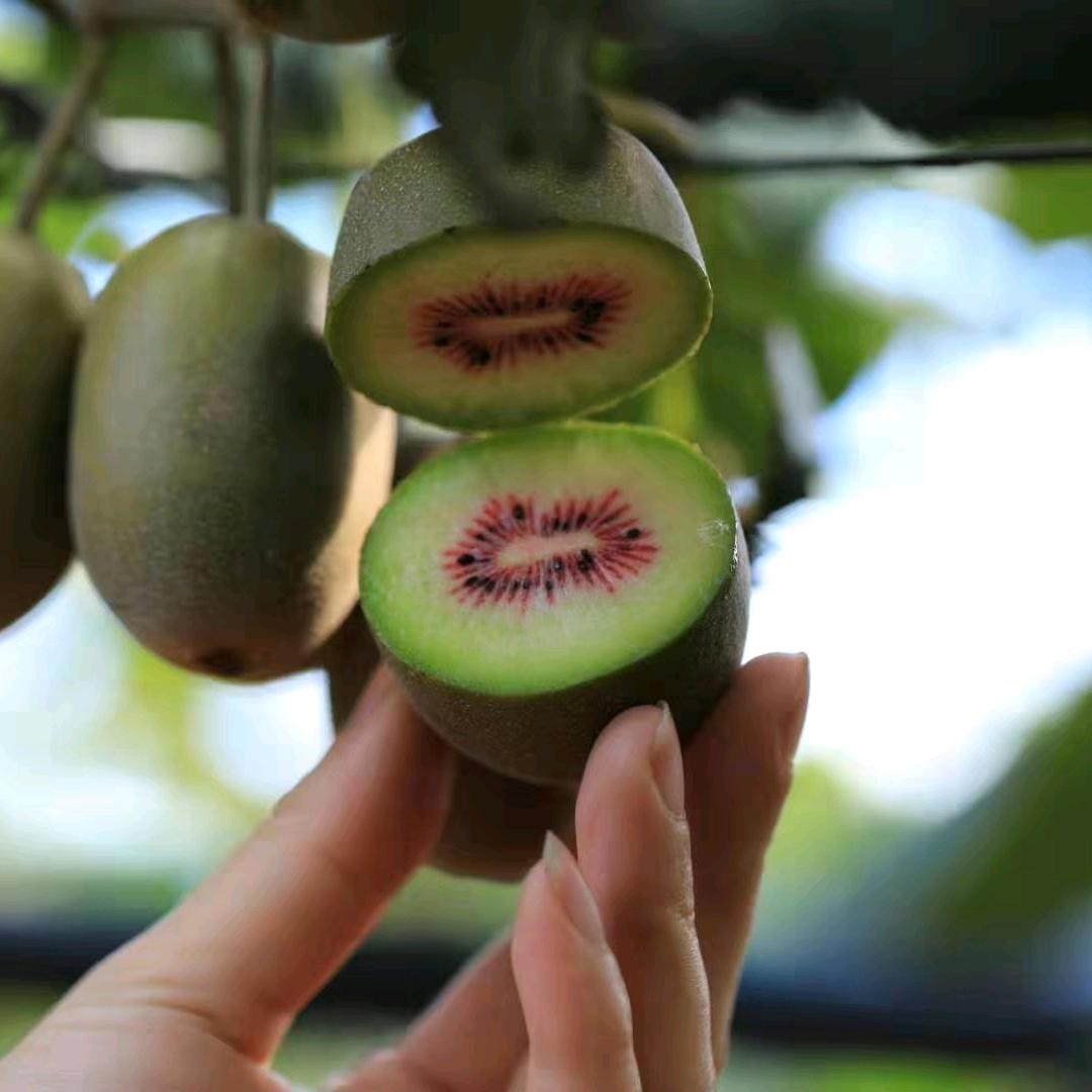 罗平红心猕猴桃钱多多