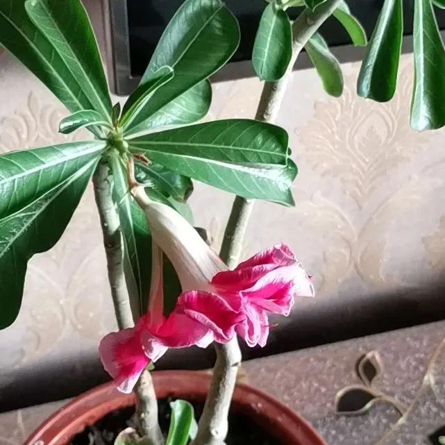 健康