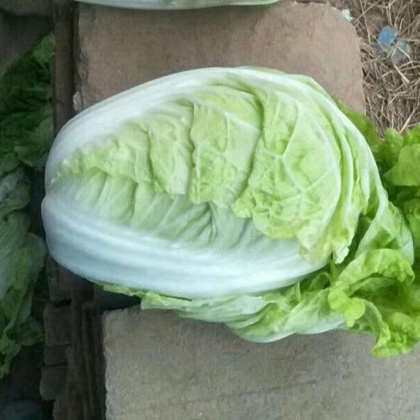 专业代收菜花包菜白菜