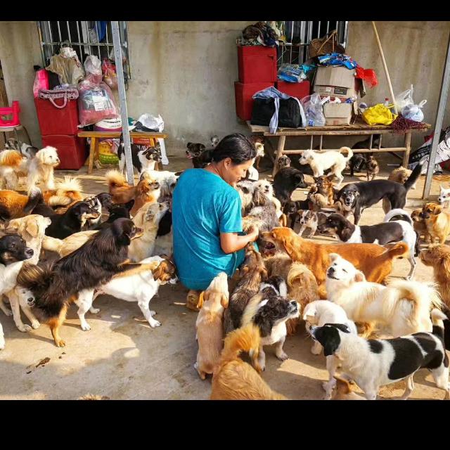 巢湖流浪狗基地佳佳