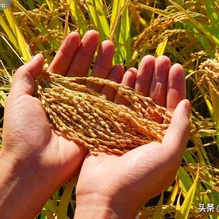 家穷人丑农村户口