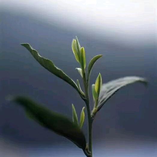 皖&岳西绿茗源茶叶