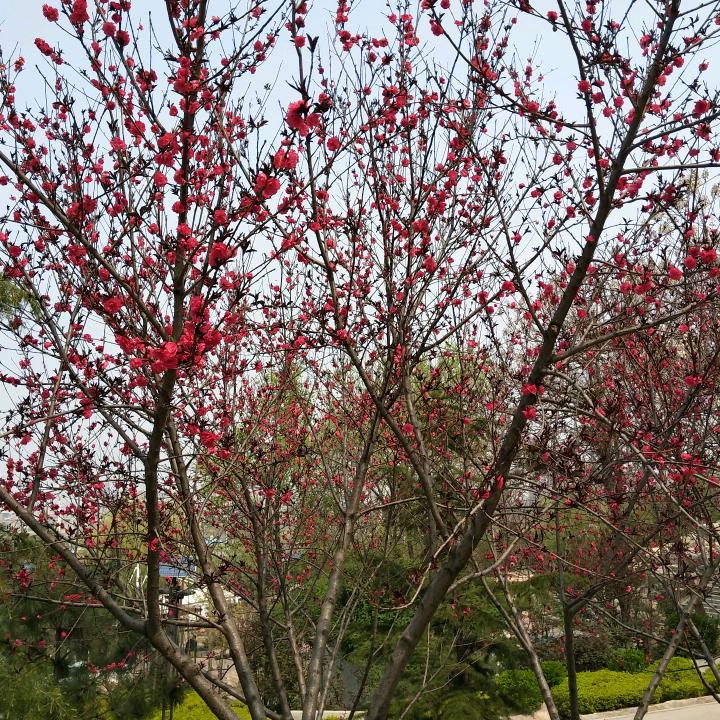 春暖花开