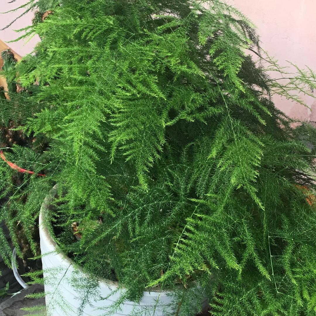 黄金屋