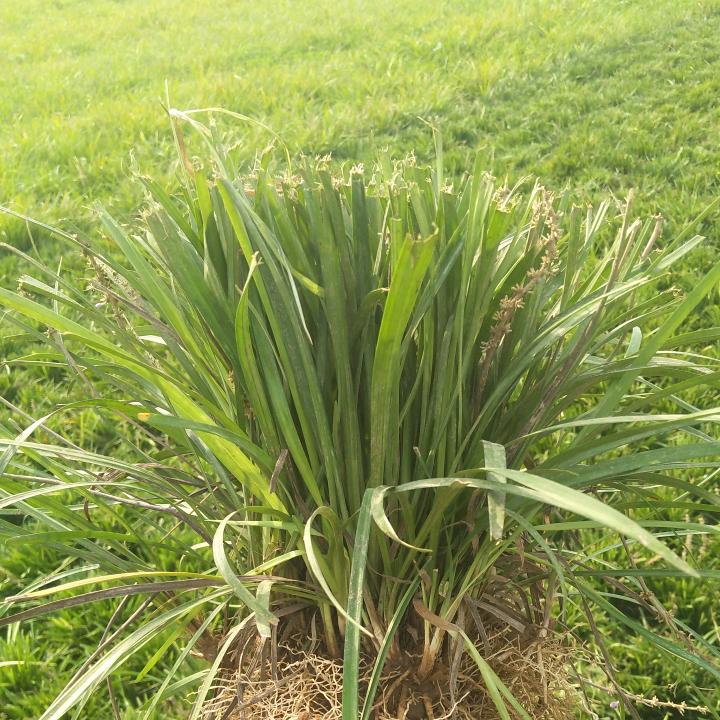 农村阿闻（麦冬种植基地）