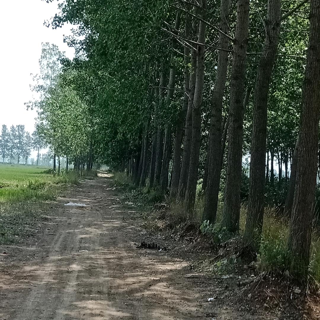 新河九号（白鲤沟十七世张）