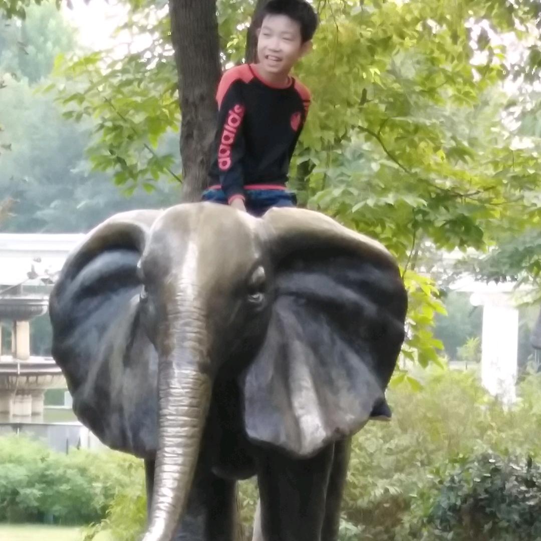 迎春花