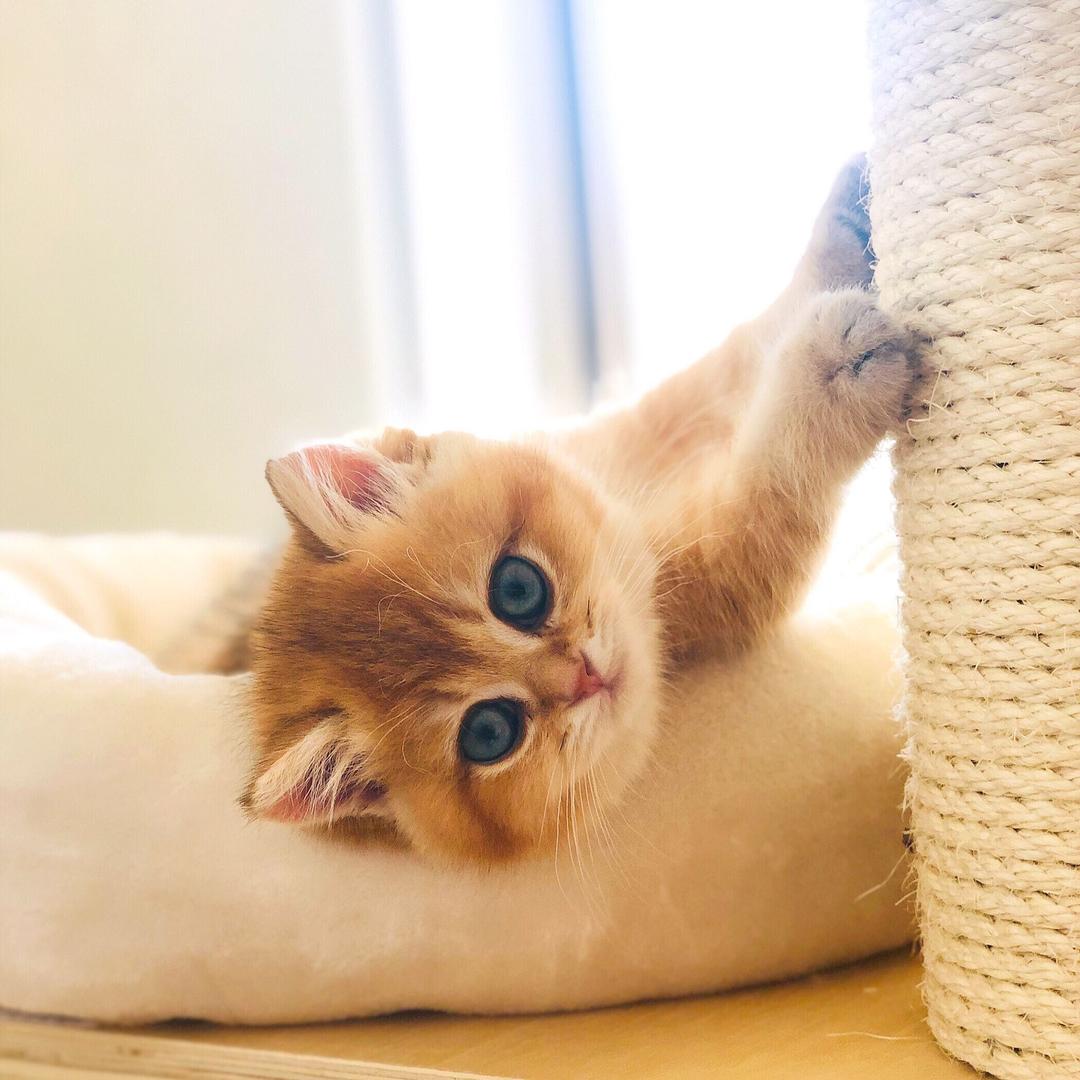 羽倾家的渐层猫