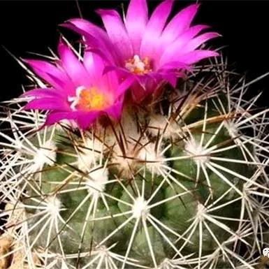 仙人掌🌵也开花🌸