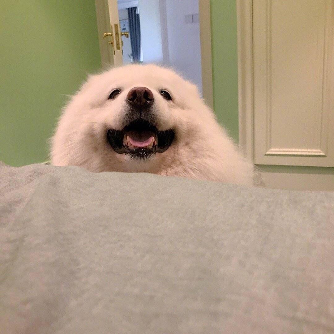 脂肪饲养员