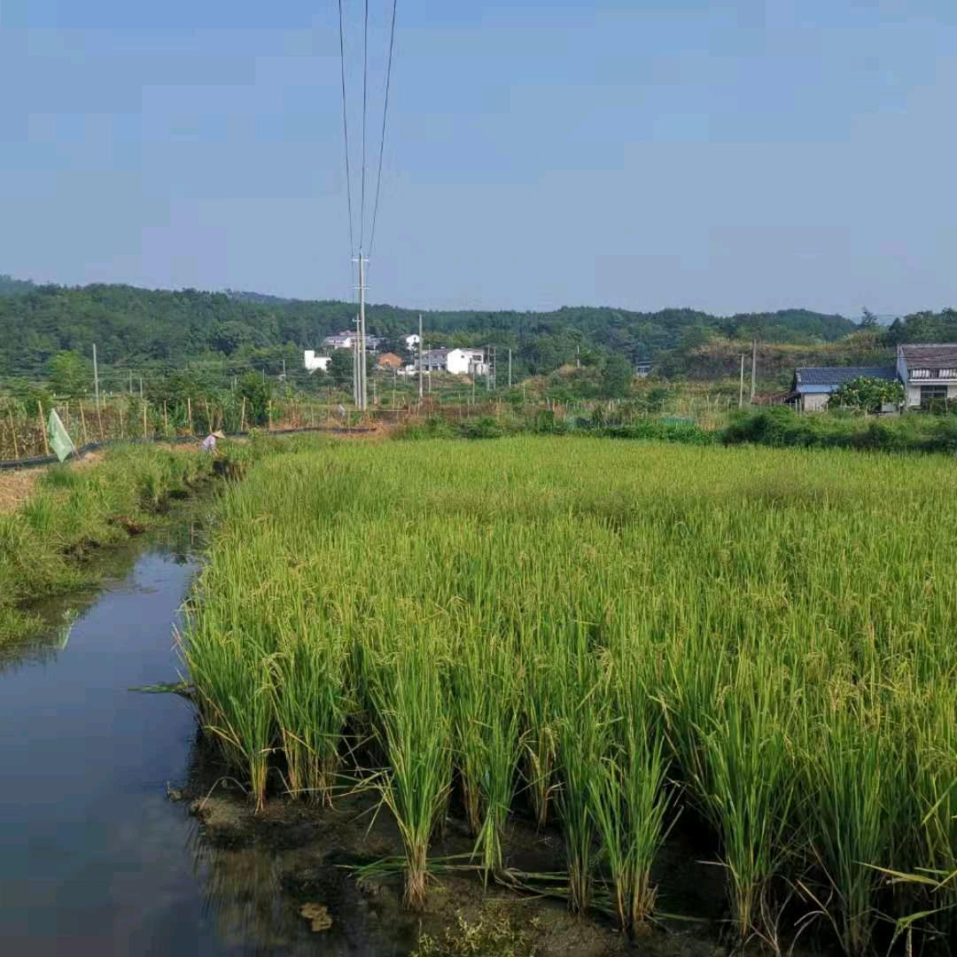 安徽吴塘葛文明