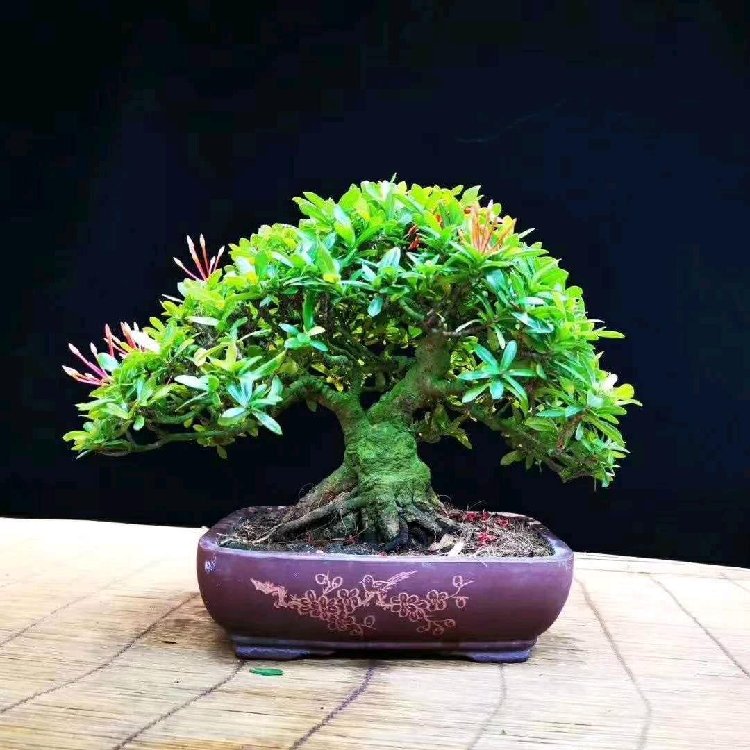 韧（巨蟹）