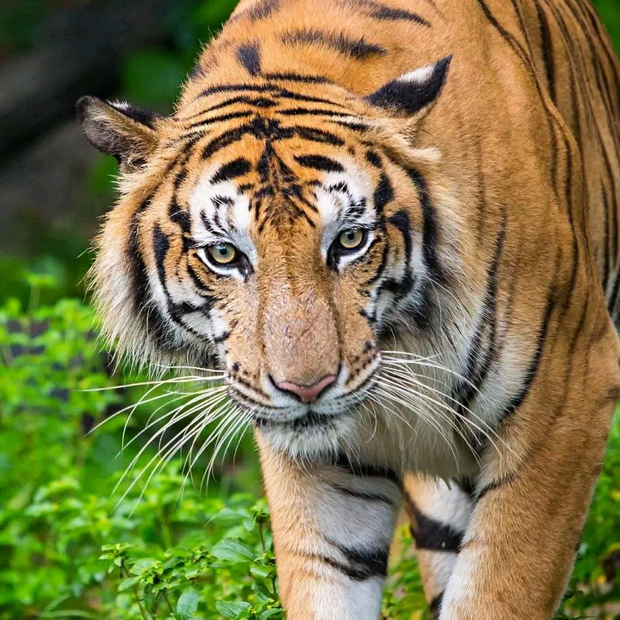 可可一碗•水煮肉片