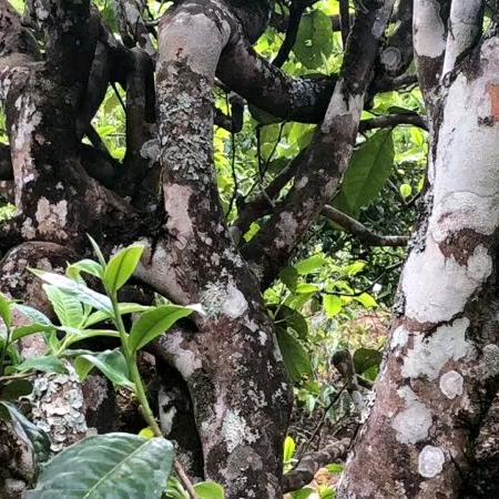 冰岛老寨18号啊土古茶坊 ——贝叶