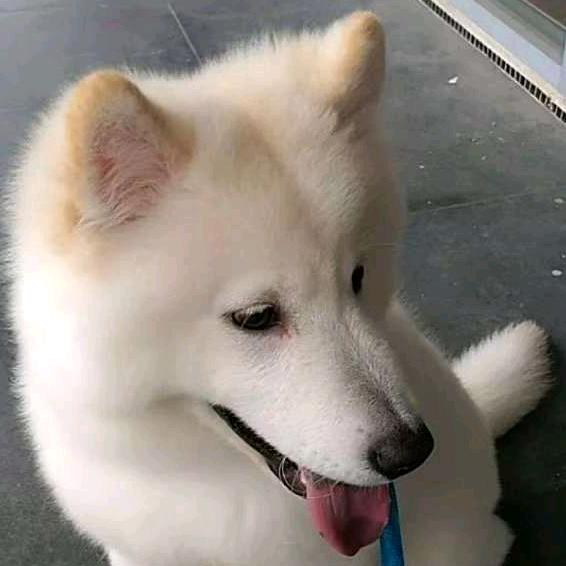 追你跑掉了鞋