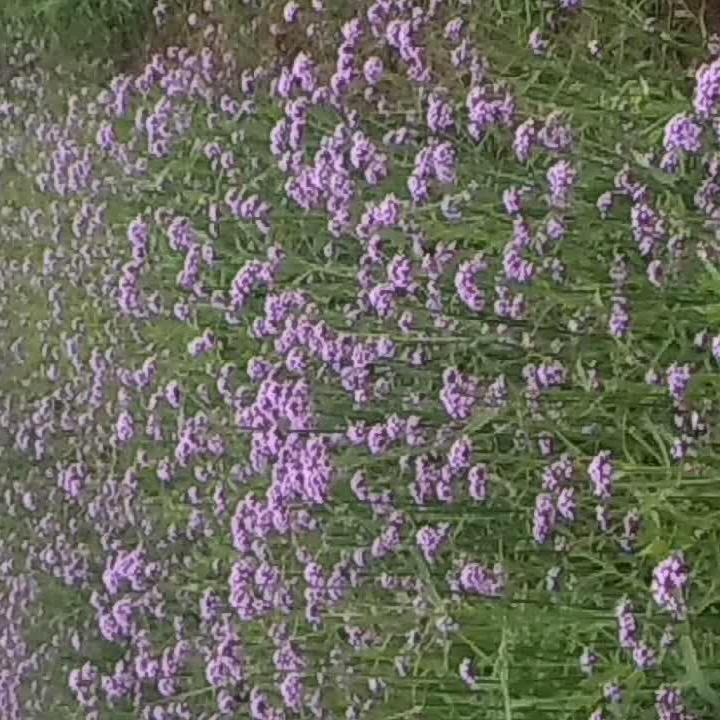 伤雨(拒绝私聊不➕v)