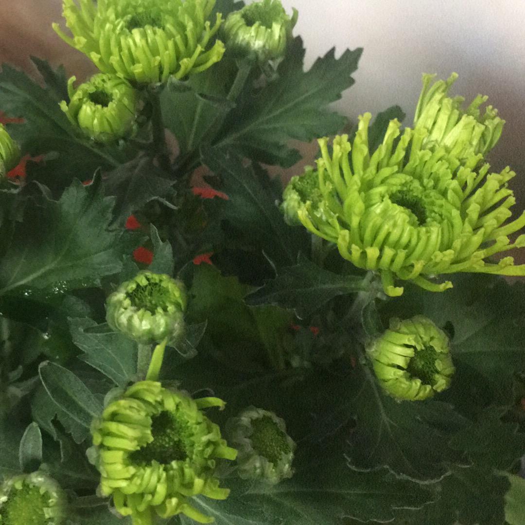 Yt羽毛飞