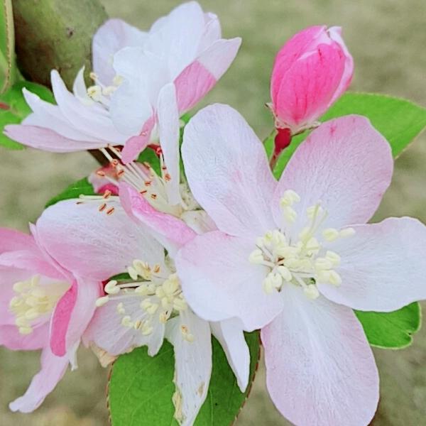 (^_^)Y平☞凡☜(๑• . •๑)