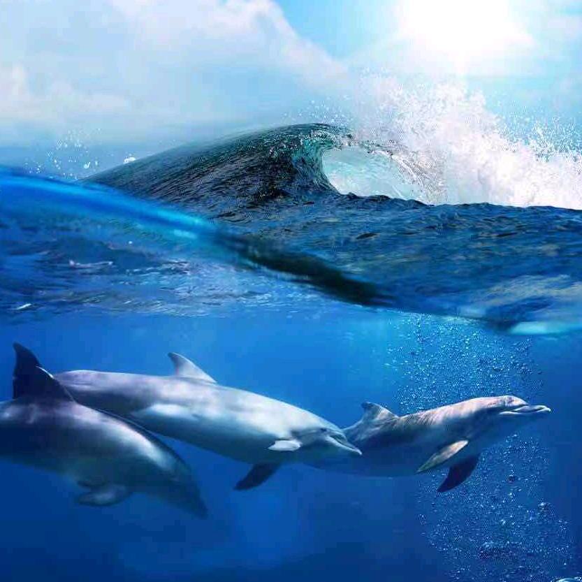 じ☆ve蓝色的海i