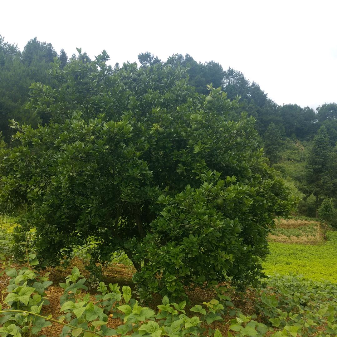 珍姐❤️🎶🎶🎶🎶🎶🎶