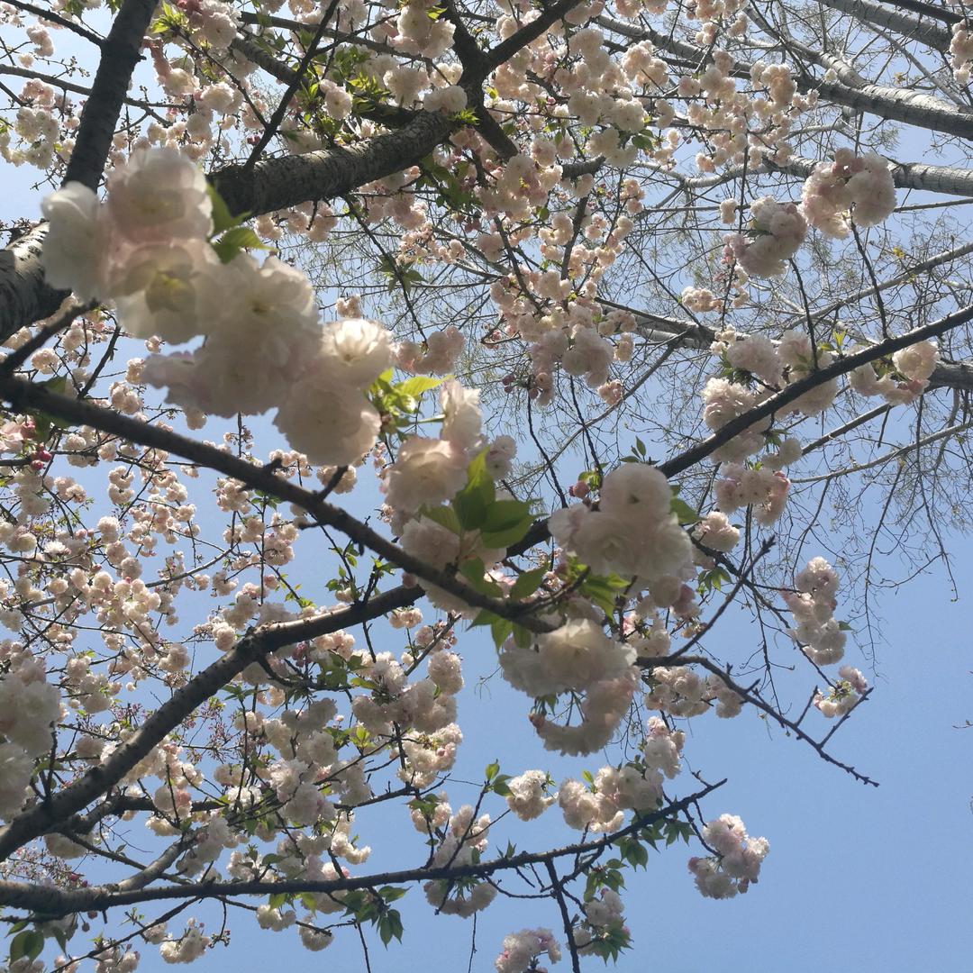 (燕尾蝶)