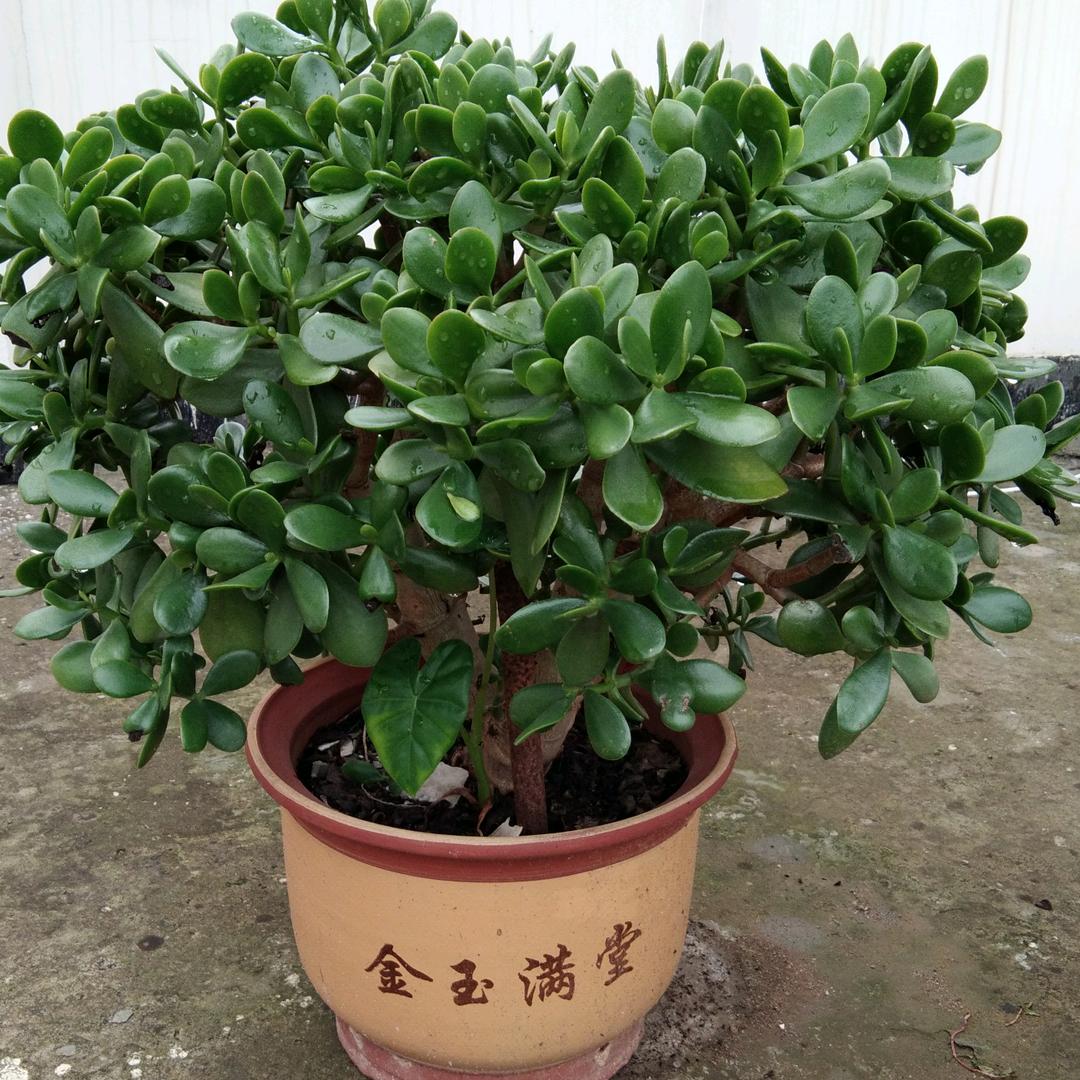 白茶清欢