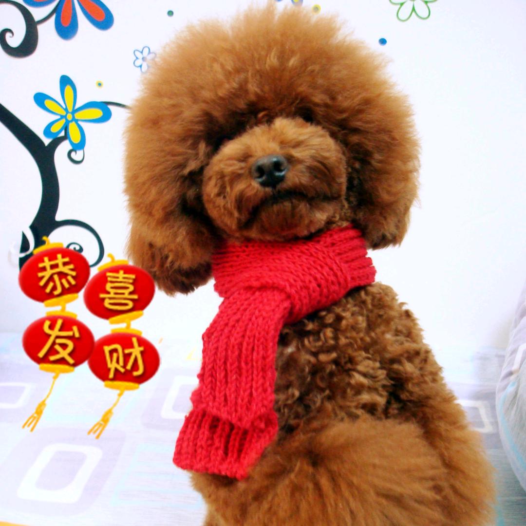 大个家的小媳妇🌸