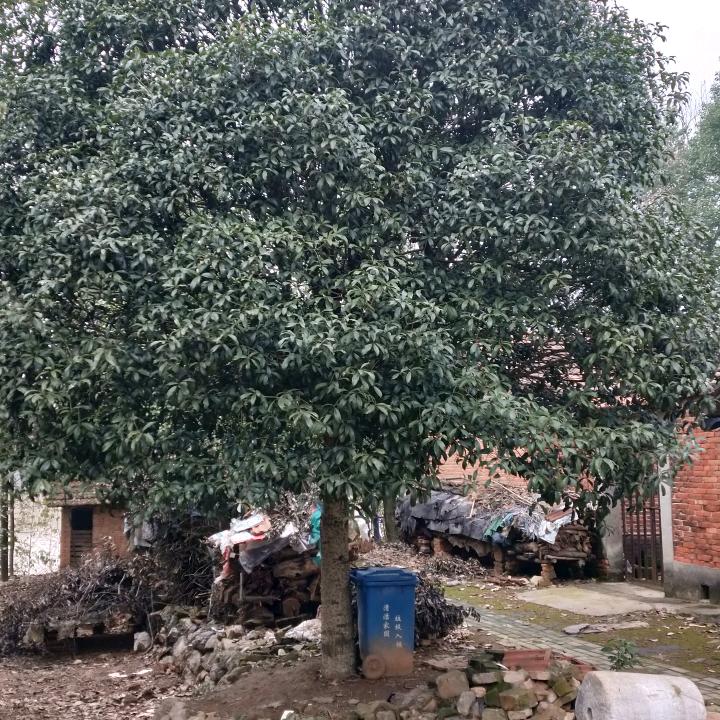 杨哥
