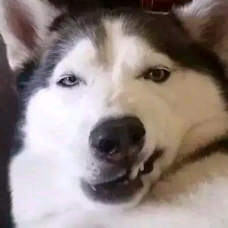 我在人间贩卖阳光