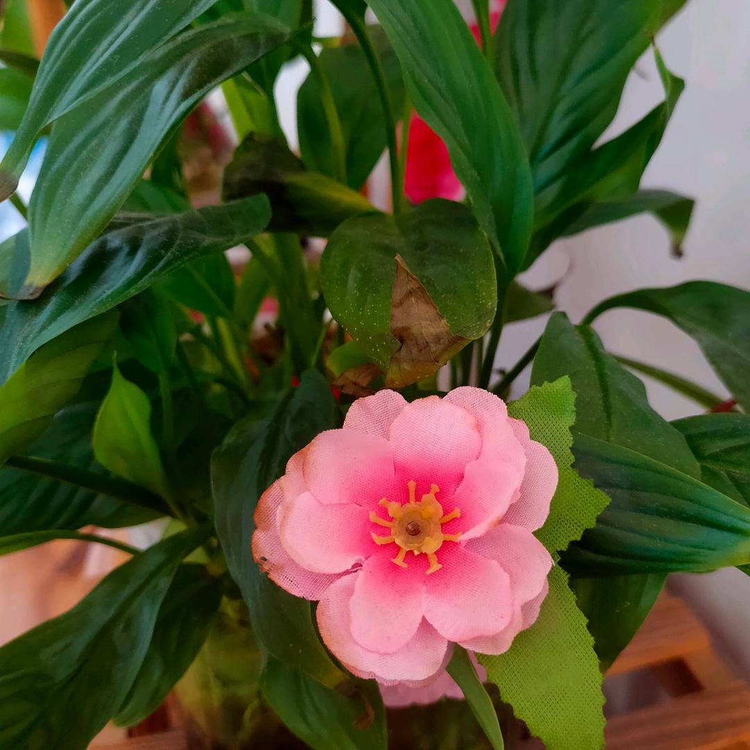 阿菊